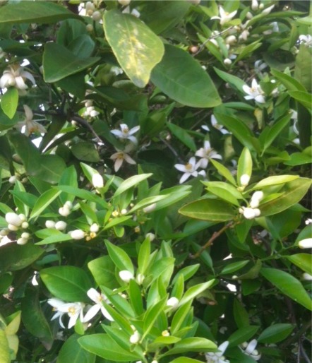 orange blossoms