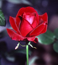 A Lincoln rose, Kathy's favorite.