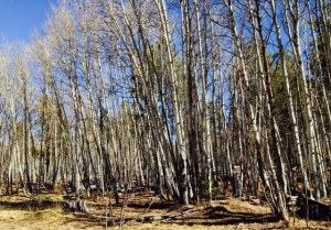 Like Aspen groves, Kathy's extended families provide support in unprecedented ways.