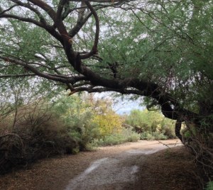 Lots of pebbles on this particular path. I've learned to wear shoes, not sandals.
