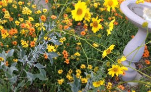 Note the bird bath in the corner, attracts birds and toddlers alike.