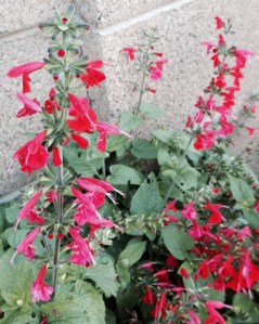 Penstemon comes in many colors, choose your favorite.