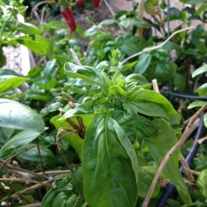 Basil, comes in handy for more recipes than this one.