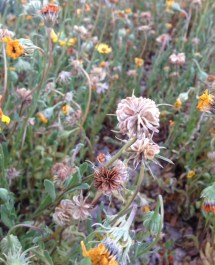 This seed head looks promising.