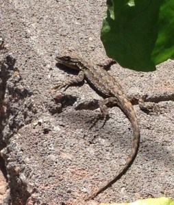 They don't hold still very long. I was lucky to snap this shot at all.