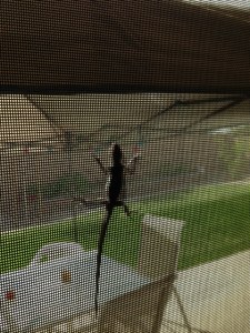 "Let me in, I'm melting, I'm melting!"