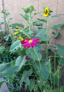 Unplanned, yet perfect, colors in my garden.