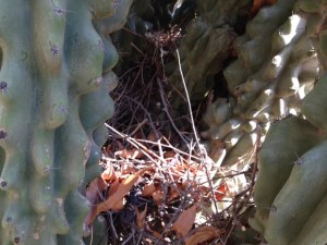 Not sure if this is the current nest or not.