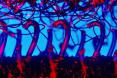 A super upclose view of Velcro. Looks kind of like an alien life form, huh?