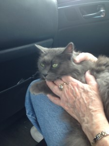 Not enjoying the car ride.