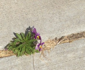 Some violas growing in a sidewalk crack. Amazing what nature can do when obstacles are in the way.