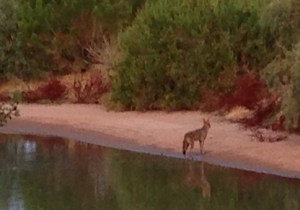 Oh, for a better zoom on my tiny camera.