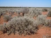 By Matt Lavin from Bozeman, Montana, USA [CC-BY-SA-2.0 (http://creativecommons.org/licenses/by-sa/2.0)], via Wikimedia Commons