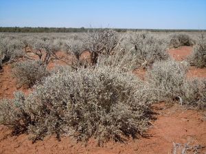 By Matt Lavin from Bozeman, Montana, USA [CC-BY-SA-2.0 (http://creativecommons.org/licenses/by-sa/2.0)], via Wikimedia Commons