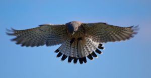 By William Warby (originally posted to Flickr as Hovering Kestrel) [CC BY 2.0 (http://creativecommons.org/licenses/by/2.0)], via Wikimedia Commons