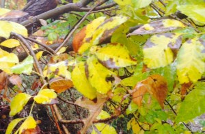 The gold up close, seems a bit worn and ready to drop. 