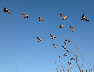 Geese making a noisy run for it.