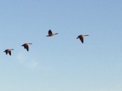 Always making a ruckus!