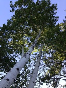 Aspens. My favorites.
