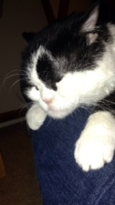 Sweet half-size Oreo.